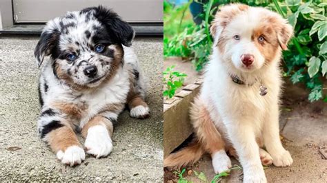 blonde australian shepherd puppies|australian shepherd rare colors.